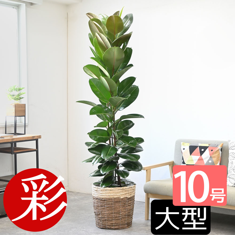 ゴムの木 ゴムの木 観葉植物 フィカス ロブスター ゴムノキ 10号 選べる鉢カバー付き 大型 インテリア 新築祝い お祝い ゴムの木 観葉植物 室内 オフィス ギフト プレゼント 花 母の日