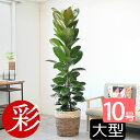 フィカス（ゴム） ゴムの木 観葉植物 フィカス ロブスター ゴムノキ 10号 選べる鉢カバー付き 大型 インテリア 新築祝い お祝い ゴムの木 観葉植物 室内 オフィス ギフト プレゼント 花 母の日