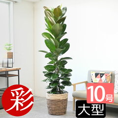 https://thumbnail.image.rakuten.co.jp/@0_mall/saisyokukenbi/cabinet/tmb/km100001_tmbb.jpg