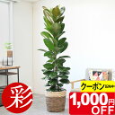 【7/31まで1,000円引クーポン配布中】観葉植物 フィカス・ロブスター 10号鉢 大型 本物 選べる鉢カバー付き 大鉢 ゴムの木 観葉植物 フィカス属 イン...