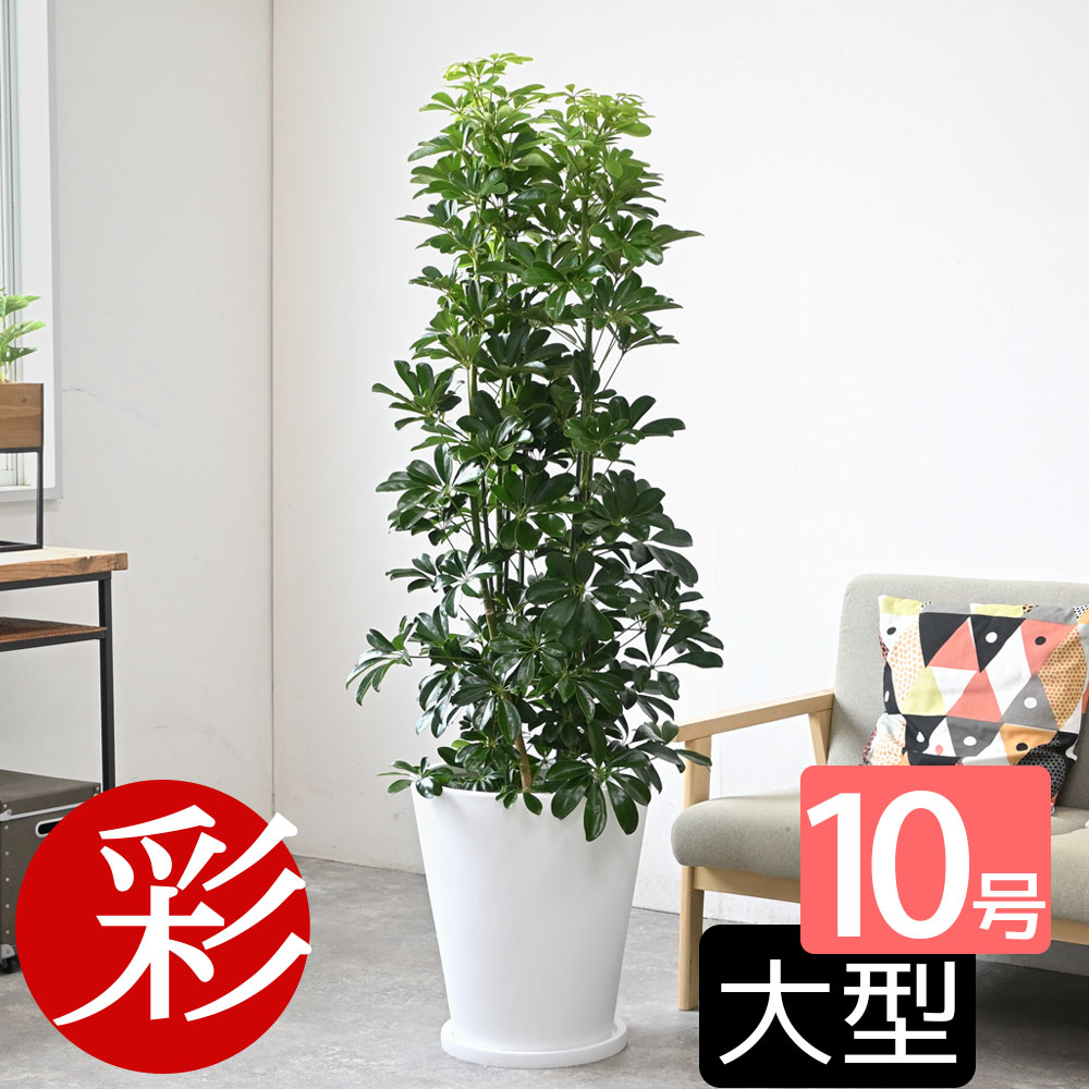 シェフレラ 観葉植物 ホンコンカポック10号 陶器（ファイバークレイ）鉢カバー付 大型 観葉植物 インテリア アジアン おしゃれ 引越し祝い 開店祝い 移転祝い 新築祝い お祝い 観葉植物 カポック 室内 オフィス ギフト プレゼント 花 父の日