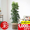 【10/31まで1,000円引クーポン配布中】観葉植物 大型 ホンコンカポック 10号鉢 本物 選べる鉢カバー付き お祝い インテリア アジアン 和風 観葉植物...