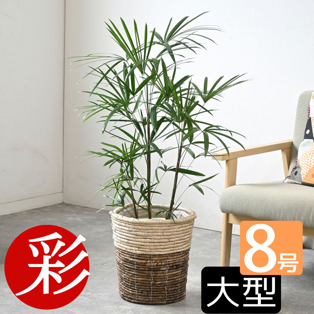 シュロチク 観葉植物 観葉植物 シュロチク 棕櫚竹 8号 鉢カバー付 大型 和風 インテリア 新築祝い お祝い 植物 室内 オフィス ギフト プレゼント 父の日