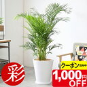 【5/31まで1,000円引クーポン配布中】アレカヤシ 観葉植物 ヤシの木 10号鉢 大型 陶器(ファイバークレイ)鉢カバー付き 本物 観葉植物 アレカヤシの木...