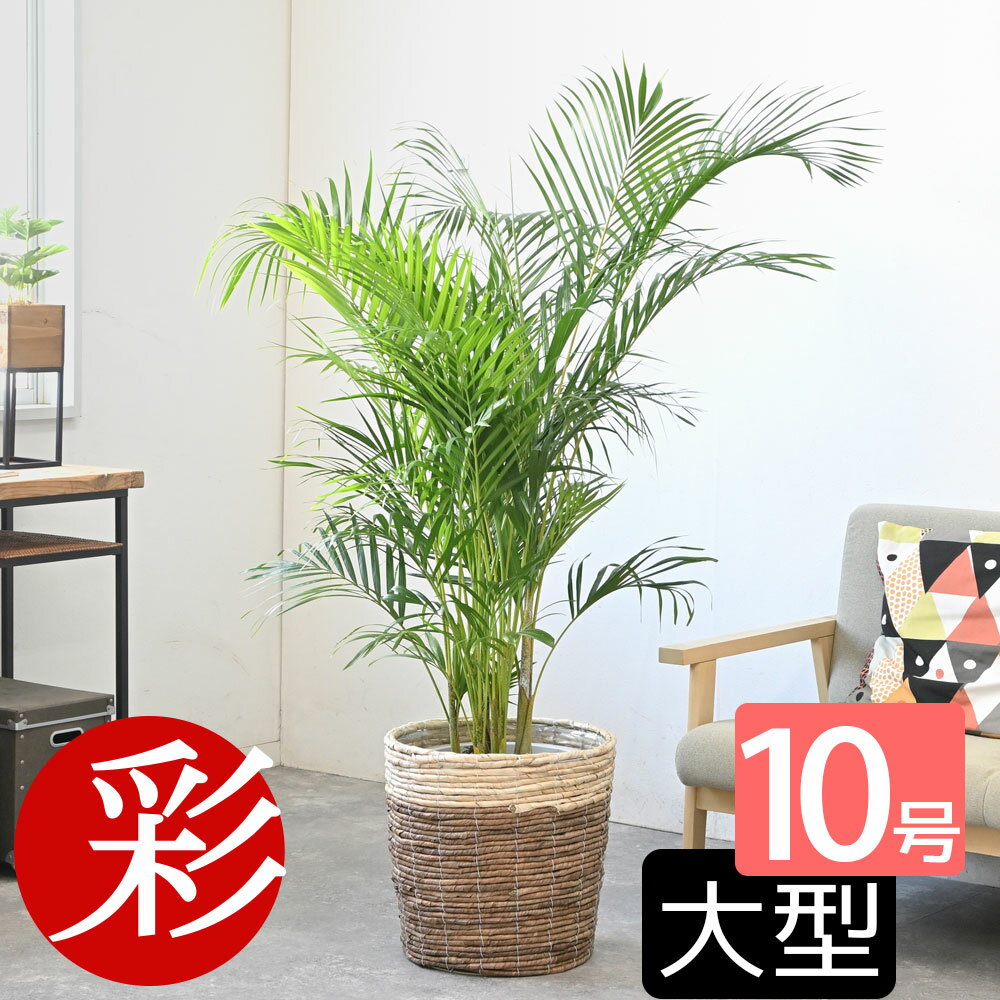 観葉植物アレカヤシ ヤシの木 10号 選べる鉢カバー付き 送料無料 大型 観葉植物 引越し祝い 新築祝い 開店祝い 移転祝い インテリア 室内 オフィス ギフト プレゼント 花 父の日