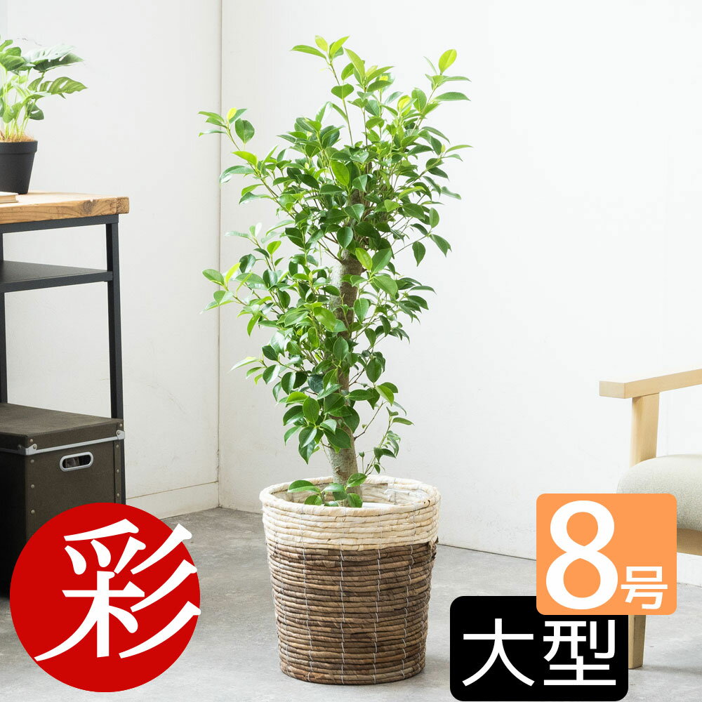 【土日限定3%引クーポン配布中】観葉植物 ガジュマル 8号鉢 大型 本物 選べる鉢カバー付 多幸の木 観葉植物 がじゅまる フィカス属 インテリア アジアン 引越し祝い 開店祝い 移転祝い お祝い 新築祝い オフィス ギフト プレゼント 室内 ガジュマルの木