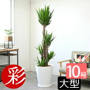 観葉植物 大型 寒さに強い ユッカ 10号 陶器（ファイバークレイ）鉢カバー付 インテリア アジアン おしゃれ 人気 引越し祝い 開店祝い 移転祝い 新築祝い お祝い 観葉植物 ユッカ 室内 オフィス ギフト プレゼント 花 母の日