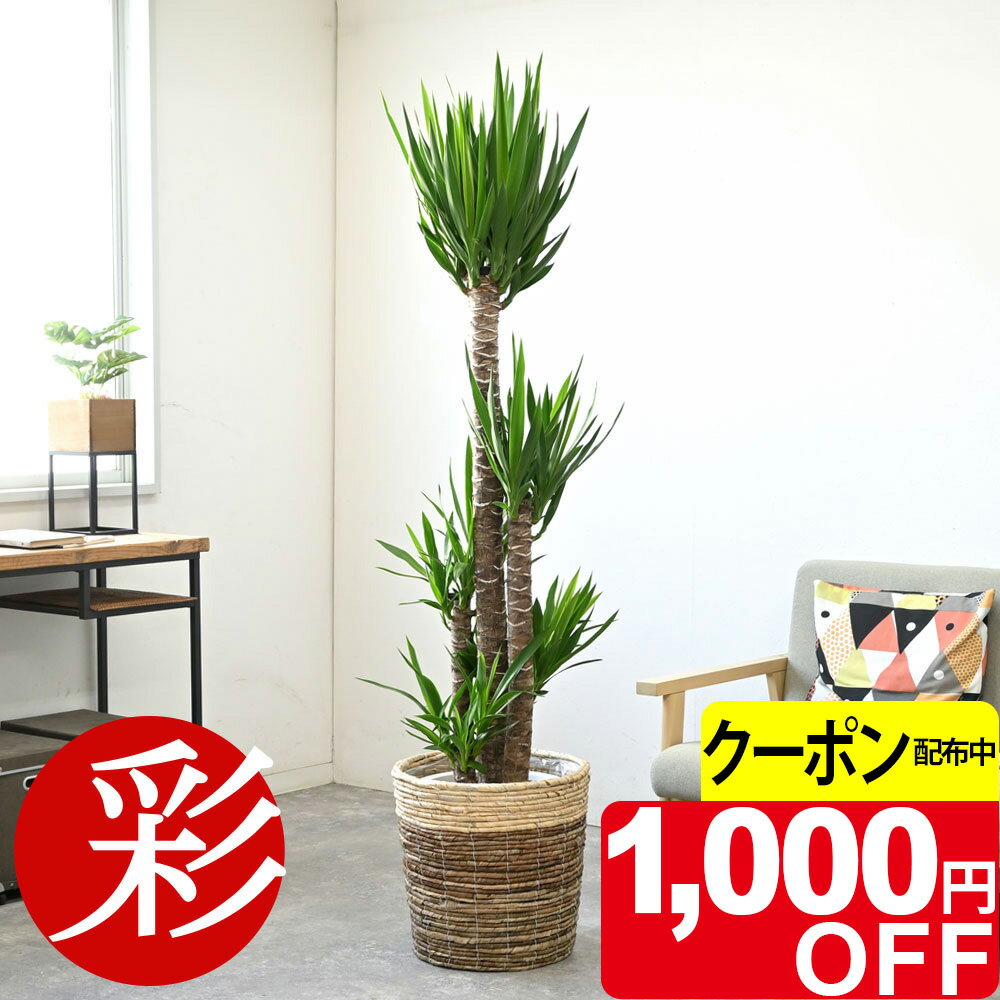 ユッカ 大型 | 観葉植物通販HitoHana(ひとはな)