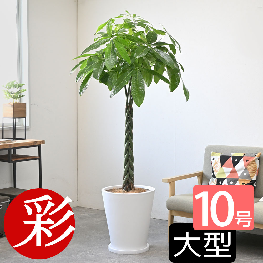 パキラ 10号 陶器（ファイバークレイ）鉢カバー付 大型 観葉植物 モダン トロピカル インテリア スタイリッシュ おしゃれ 引越し祝い 開店祝い 移転祝い 新築祝い お祝い 鉢植え 日陰 室内 オフィス ギフト プレゼント