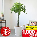 【5/31まで1,000円引クーポン配布中】パキラ 10号 陶器(ファイバークレイ)鉢カバー付 大型 観葉植物 本物 モダン トロピカル インテリア スタイリッ...