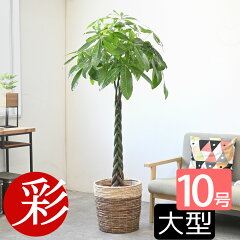 https://thumbnail.image.rakuten.co.jp/@0_mall/saisyokukenbi/cabinet/tmb/km130005_tmbb.jpg