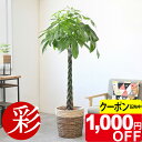 【5/31まで1,000円引クーポン配布中】パキラ 観葉植物 10号鉢 大型 本物 選べる鉢カバー付き 送料無料 パキラ 観葉植物 お祝い インテリア 引越し祝...