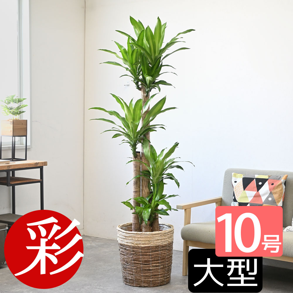 【16日1:59までポイント5倍】観葉植物 幸福の木 10号 選べる鉢カバー付き 送料無料 大型 インテリア おしゃれ 引越し祝い 新築祝い ドラセナ 室内 オフィス ギフト プレゼント 花 母の日