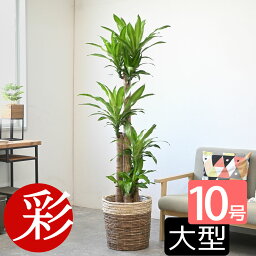 ドラセナ 観葉植物 幸福の木 10号 選べる鉢カバー付き 送料無料 大型 インテリア おしゃれ 引越し祝い 新築祝い ドラセナ 室内 オフィス ギフト プレゼント 花 母の日