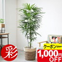 【5/31まで1,000円引クーポン配布中】観葉植物 シュロチク 棕櫚竹 10号鉢 選べる鉢カバー付 大型 観葉植物 シュウロ 本物 インテリア 開店祝い 移転...