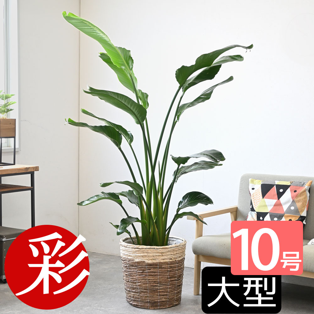 【16日1:59までポイント5倍】観葉植物 オーガスタ 10号鉢 選べる鉢カバー付き 送料無料 大型 インテリア 開店祝い 移転祝い 新築祝い 引越し祝い お祝い グリーン 室内 オフィス ギフト プレゼント 花 母の日