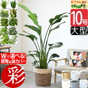 選べる 10号鉢 観葉植物 鉢カバー付