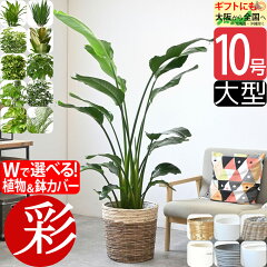 https://thumbnail.image.rakuten.co.jp/@0_mall/saisyokukenbi/cabinet/tmb/km190001_test.jpg