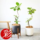 【11日01:59までポイント2倍】観葉植物 フィカス・アルテシーマ・バリエガタ 7号鉢 曲がり樹形 陶器ポット (ルーケト) 鉢カバー付き 大型 本物 ゴムの...