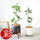 【11日01:59までポイント2倍】観葉植物 本物 フィカス・ベンガレンシス らせん樹形 7号鉢 陶器ポット (ルーケト) 鉢カバー付き ユーポット入り ベンガ...