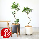 【11日01:59までポイント2倍】観葉植物 本物 フランスゴム(フィカス・ルビギノーサ)7号鉢 陶器ポット (ルーケト) 鉢カバー付き 曲がり樹形 ユーポット...