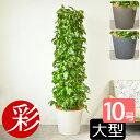 【11日01:59までポイント2倍】観葉植物 ポトス 10号鉢(タワー仕立て) 本物 ポリストーン鉢カバー付き 陶器調 大型 ポトスタワー インテリア アジアン...