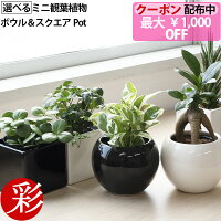選べる ミニ 観葉植物 ボウル&スクエア 2カラー シャイニーポット ホワイト&ブラック ガジュマル ポトス サンスベリア ペペロミア シュガーバイン かわいい 小さい 卓上 おしゃれ お祝い 誕生日 室内 ギフト プレゼント