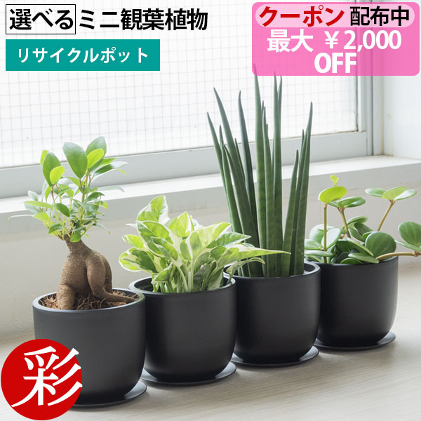 【最大2,000円OFFクーポン配布中】選べる ミニ 観葉植物 卓上 リサイクルプラスチックポット アイアンプレート ガジュマル ポトス サンスベリア ホヤ ペペロミア シュガーバイン ソフォラ・ミクロフィラ かわいい 小さい おしゃれ 室内 ギフト 誕生日 プレゼント