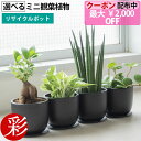 ミニ観葉植物 【最大2,000円OFFクーポン配布中】選べる ミニ 観葉植物 卓上 リサイクルプラスチックポット アイアンプレート ガジュマル ポトス サンスベリア ホヤ ペペロミア シュガーバイン ソフォラ・ミクロフィラ かわいい 小さい おしゃれ 室内 ギフト 誕生日 プレゼント