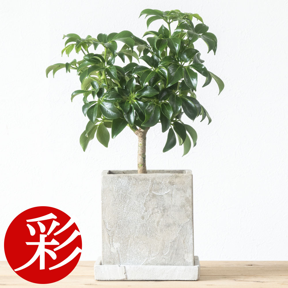 シェフレラ 観葉植物 観葉植物 シェフレラ コンパクタ スモールグリーン ストーンキューブポット インテリア ミニ観葉植物 卓上 開店祝い 移転祝い お祝い 新築祝い 室内 オフィス ギフト プレゼント 母の日