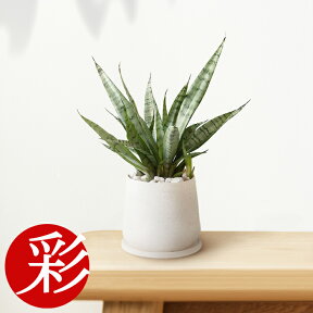 【27日9:59までポイント3倍】観葉植物 希少 サンセベリア・シルバープリンセス 直径約25cm 白陶器ポット インテリア ミニ観葉植物 卓上 開店祝い 移転祝い お祝い 新築祝い サンスベリア 室内 オフィス ギフト プレゼント 花 母の日