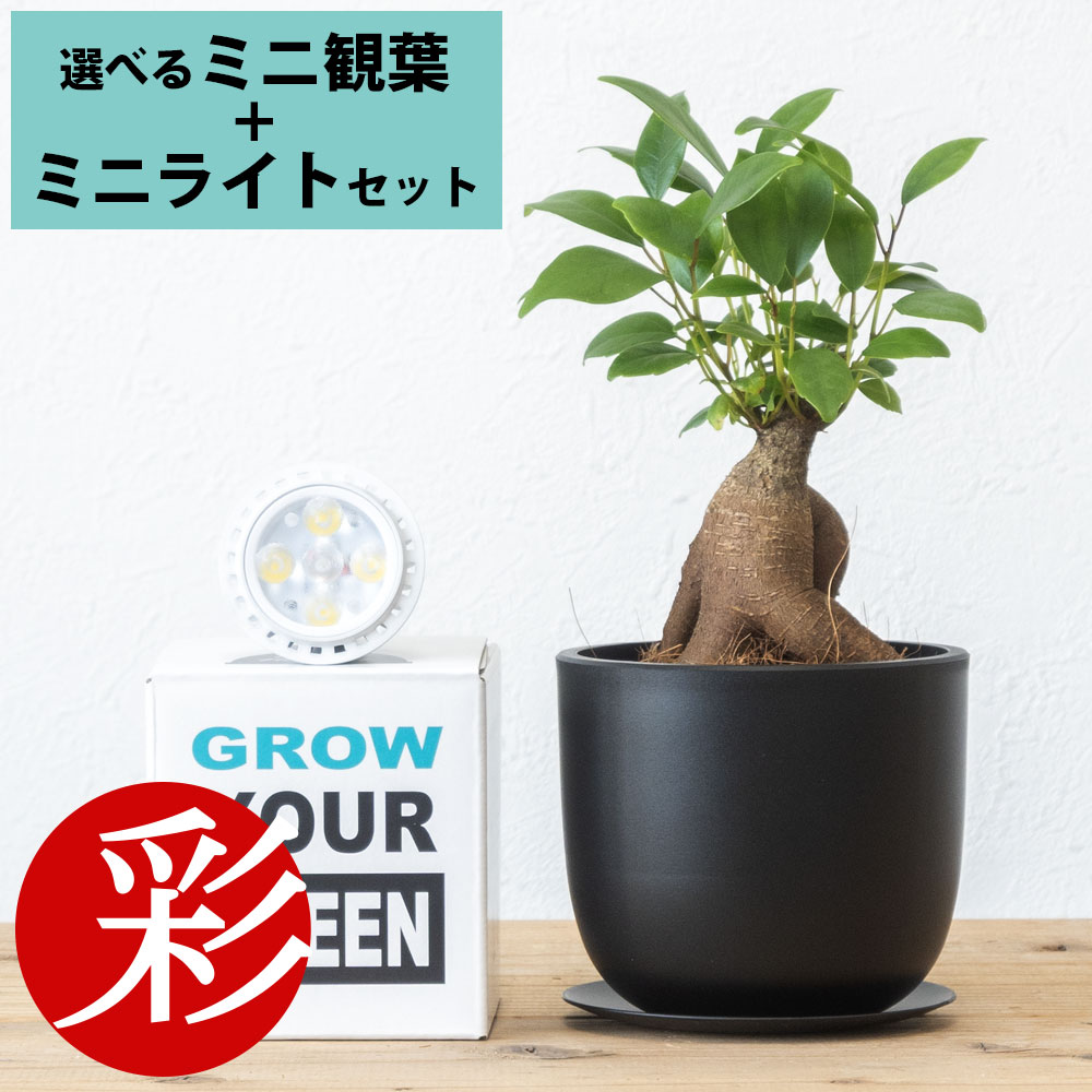 選べる ミニ 観葉植物 + ミニ観葉植物用育成ライト リサイクルプラスチックポット PLANTS NEXLIGHT PAR16 LED電球 E17口金用 ガジュマル ポトス サンスベリア ホヤ ペペロミア シュガーバイン ソフォラ かわいい ギフト 誕生日 プレゼント