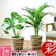 観葉植物 2鉢セット 6号+6号 鉢カバー付き モンステラ サンスベリア 幸福の木 ユッカ クルシア・ロゼア ザミオクルカス アレカヤシアンスリウム おしゃれ インテリア 室内 オフィス ギフト プレ...