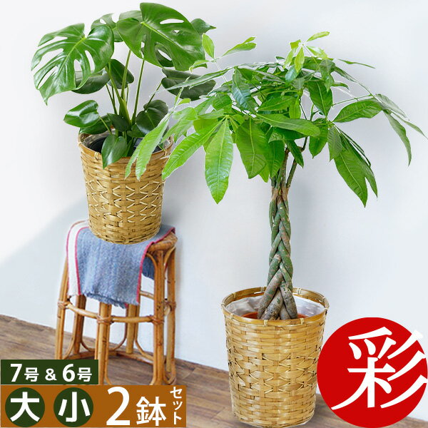 観葉植物 7号+6号 鉢カバー付 セット 大型 おしゃれ インテリア モンステラ 幸福の木 お祝い おためし 福袋 ユッカ パキラ サンスベリア アジアン ポトス ゲッキツ オーガスタ ミニ 室内 オフィス ギフト プレゼント 母の日