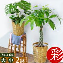 【29日まで母の日ギフトポイント2倍】観葉植物 7号+6号 鉢カバー付 セット 大型 おしゃれ インテリア モンステラ 幸福の木 お祝い おためし 福袋 ユッカ パキラ サンスベリア アジアン ポトス ゲッキツ オーガスタ ミニ 室内 オフィス ギフト プレゼント 花 母の日