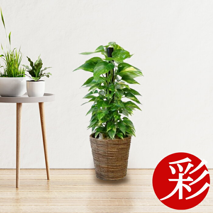 観葉植物 ポトス 7号鉢（ヘゴ仕立）