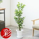 【27日09:59までポイント2倍】観葉植物 ガジュマル 7号鉢 大型 本物 鉢カバーオプション 多幸の木 観葉植物 がじゅまる フィカス属 インテリア アジア...