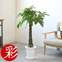 【30日までP2倍+500円引クーポン配布中】パキラ 8号鉢 観葉植物 大型 鉢カバーオプション 本物 観葉植物 インテリア 開店祝い 移転祝い 新築祝い アジアン 室内 オフィス ギフト プレゼント 観葉植物 パキラ