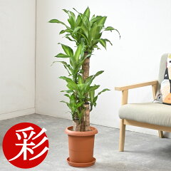 https://thumbnail.image.rakuten.co.jp/@0_mall/saisyokukenbi/cabinet/tmb/rg060002_tmbb.jpg