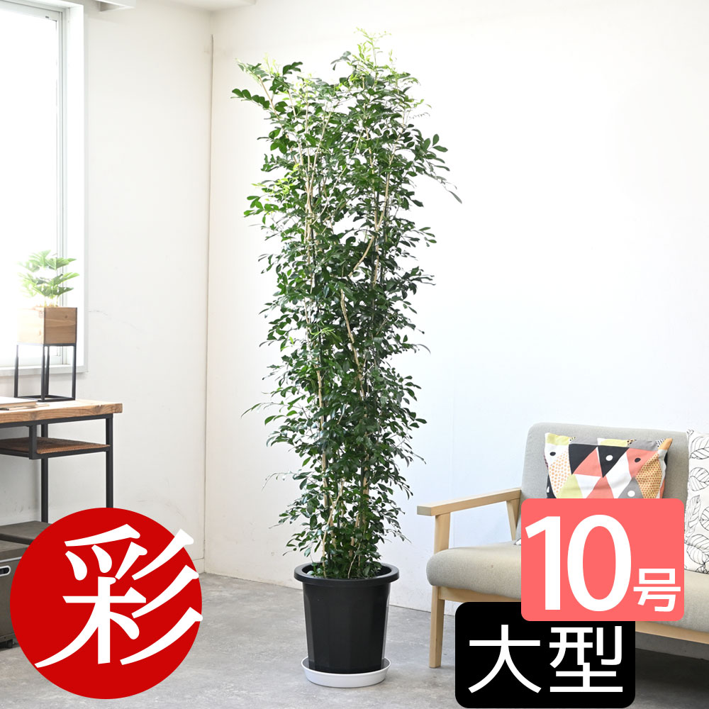 シルクジャスミン 観葉植物 ゲッキツ（シルクジャスミン）10号 大型 観葉植物 おしゃれ 室内 オフィス ギフト プレゼント 花 母の日