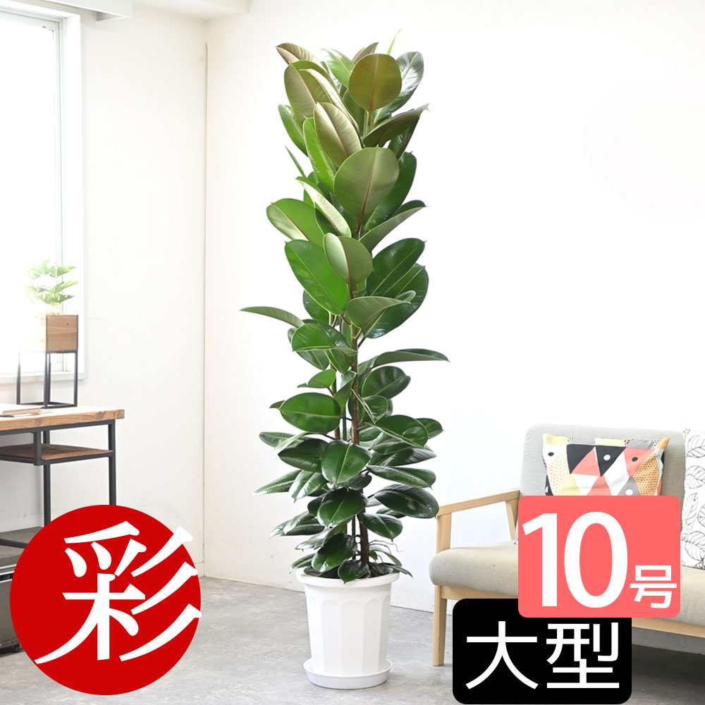 ゴムの木 ゴムの木 観葉植物 フィカス・ロブスター ゴムの木 10号鉢（大鉢） お祝い 大型 アジアン インテリア 観葉植物 室内 オフィス ギフト プレゼント 花 父の日