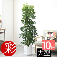 https://thumbnail.image.rakuten.co.jp/@0_mall/saisyokukenbi/cabinet/tmb/rg080008_tmbb.jpg