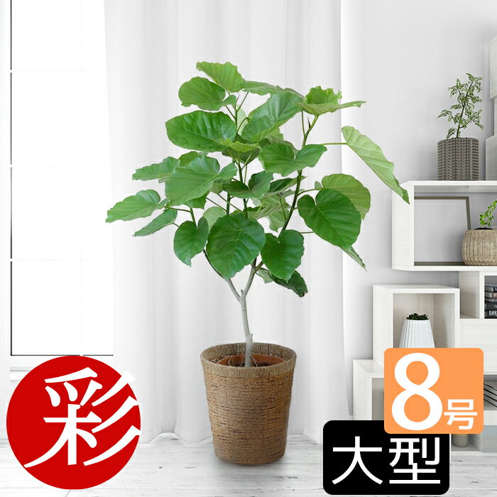 ウンベラータ 8号鉢 観葉植物 フィカス ウンベラータ 直幹樹形 大型 インテリア おしゃれ 引越し祝い 開店祝い 移転祝い 新築祝い お祝い 観葉植物 フィカス属 ゴムノキ ゴムの木 室内 オフィス ギフト プレゼント 母の日