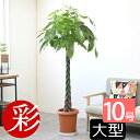 観葉植物 パキラ 10号鉢 お祝い 大型 インテリア 観葉植物 おしゃれ 室内 オフィス ギフト プレゼント 花 母の日