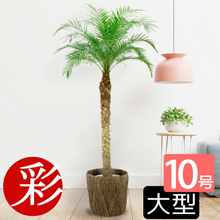 【16日1:59までポイント5倍】観葉植物 大きめフェニックス ロベレニー ヤシの木 10号鉢 大型観葉植物 インテリア 引越し祝い 観葉植物 ヤシの木 室内 オフィス ギフト プレゼント 花 母の日