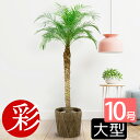 観葉植物 大きめフェニックス ロベレニー ヤシの木 10号鉢 大型観葉植物 インテリア 引越し祝い 観葉植物 ヤシの木 室内 オフィス ギフト プレゼント 花 母の日