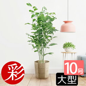 【発送遅れてゴめんねポイント5倍】観葉植物 高性 チャメドレア 10号鉢 大型 インテリア アジアン 観葉植物 室内 オフィス ギフト プレゼント 花 母の日