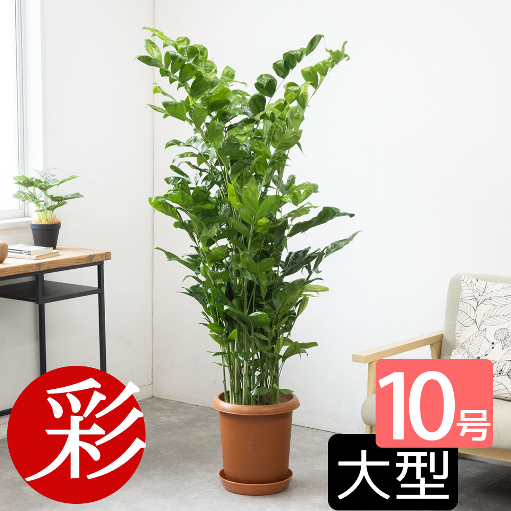 楽天市場】140cm(観葉植物|花・観葉植物):花・ガーデン・DIY 楽天市場】140cm(観葉植物|花・観葉植物):花・ガーデン・DIY