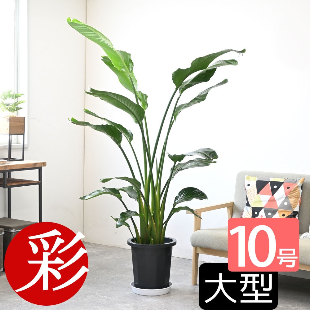 オーガスタ観葉植物ストレリチアオー...