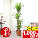 【5/31まで1,000円引クーポン配布中】観葉植物 幸福の木 10号鉢 鉢カバーオプション 大型 本物 ドラセナ・マッサンゲアナ 観葉植物 インテリア お祝い...